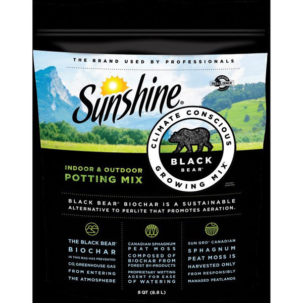 Sunshine Black Bear 8 QT 132115.Q08P